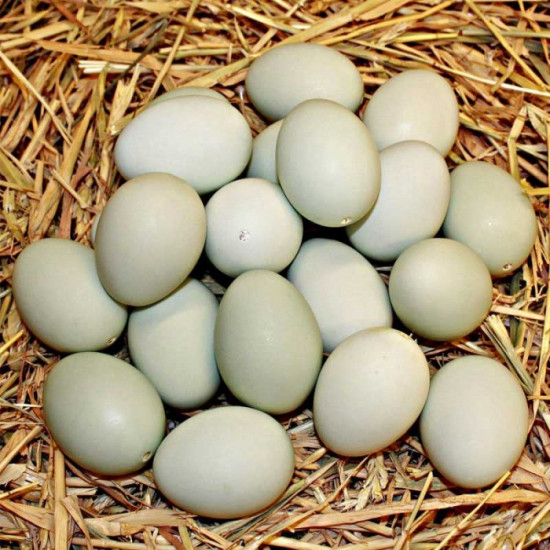 Ördek yumurtası ORDYM123